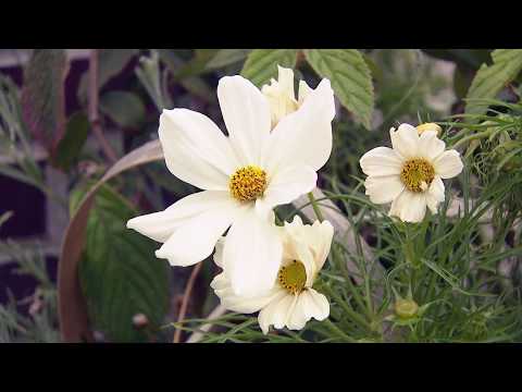 Gartengestaltung: Weiße Gärten