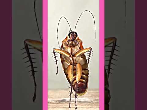 cockroach flowerdance #flower #blackpink #blink #jisoosong #cockroach #dance #shorts @chrasher20