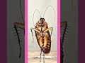 Cockroach Flowerdance Flower Blackpink Blink Jisoosong Cockroach Dance Shorts Chrasher20