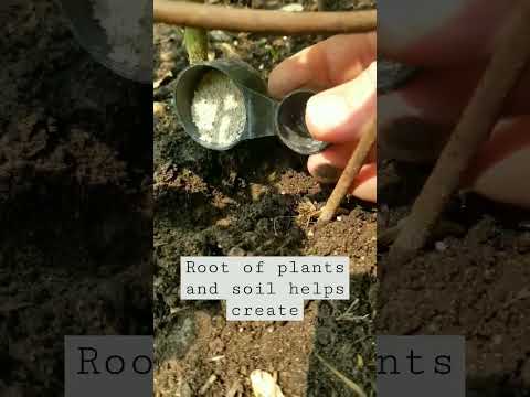 Mycorrhizae is amazing #shorts #shortsvideo #gardening