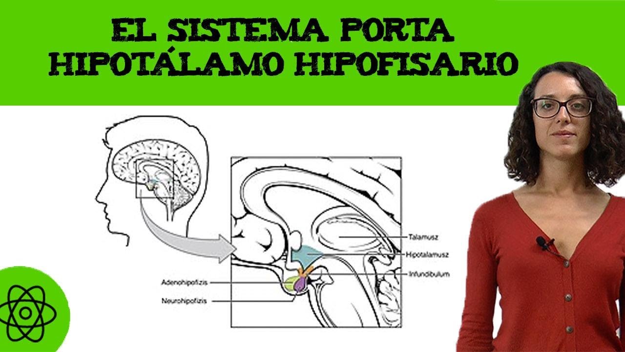 El sistema porta hipotálamo hipofisario 👫