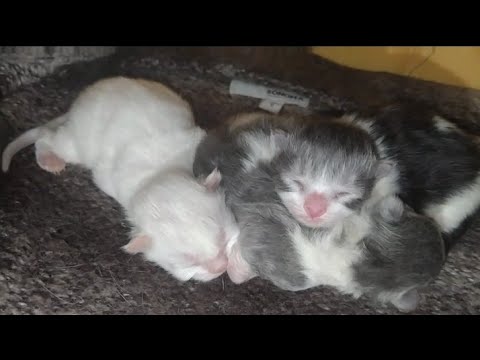Adorable Newborn Kittens Cuddling And Sleeping After Drinking Milk | Day 2