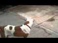 Red Nose And Blue Nose PitBulls
