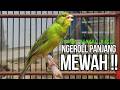 CUIT Cuit Kenari GACOR Ngerol PANJANG AMPUH Untuk PANCINGAN MASTERAN Kenari PAUD Cepat BUNYI