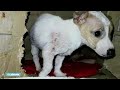 Bende die (te) jonge puppy's smokkelde opgerold - RTL NIEUWS