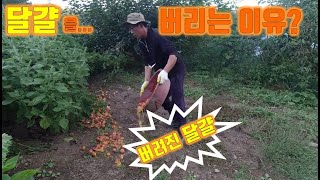 새로운 산란계 818마리가 도착했는데...닭값이 3배가 올랐어요 ㅠㅠ//Reform of the spawni…