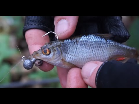 Jigging Micro Dead Bait in a shallow Creek/River