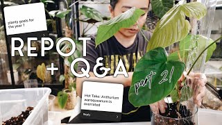 repot + q&a part 2! all plant questions 🪴