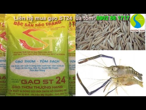 Bán gạo sạch lúa tôm ST24 (gạo Ngon Top 3 thế giới) tại TP.HCM