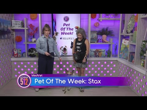 MedVet Pet Of The Week: Stax, From Austin Animal Center - YouTube
