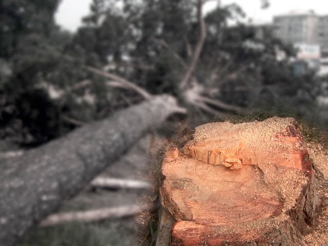 Война за деревья