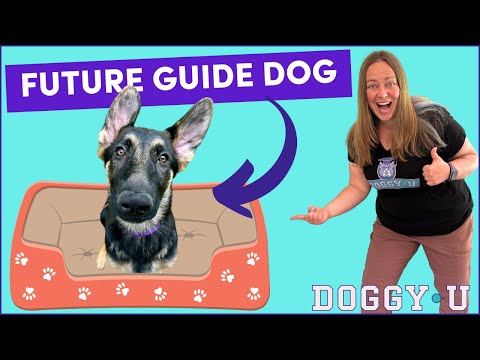 Training "Go to Place" with a German Shepherd Service Dog Puppy: The Trainer's Cut! (shaping)