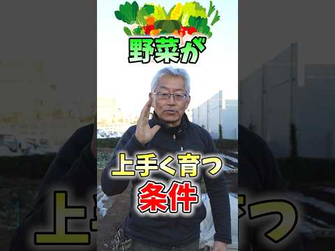 この夏の果物や野菜の発育を促進するために、菜園で木の灰をどのように使用しますか?  庭園