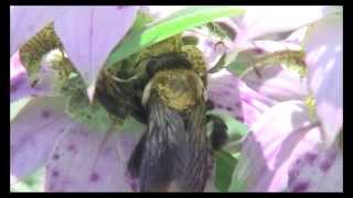 preview picture of video 'pollinator movie'