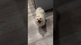 Video preview image #1 Pomeranian-pomeranian spitz Mix Puppy For Sale in HOUSTON, TX, USA