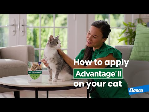 How to Apply Advantage® II to Your Cat