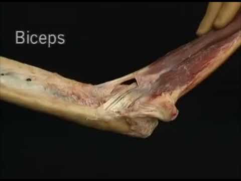 1.2.7 мышцы, которые двигают локтевой сустав (4.13)