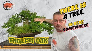 Ancient Oak Bonsai - Pruning and Shaping (July 2024)