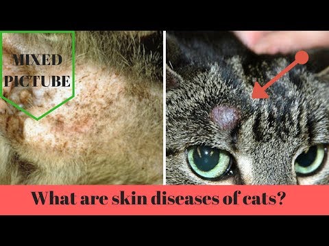 what are the skin diseases that often attack the cat?