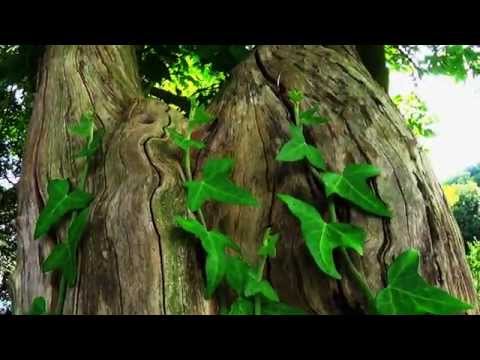 Bea(s)tmode #10 - Guck wie die Welt (Prod. by BanoughBeatZ)