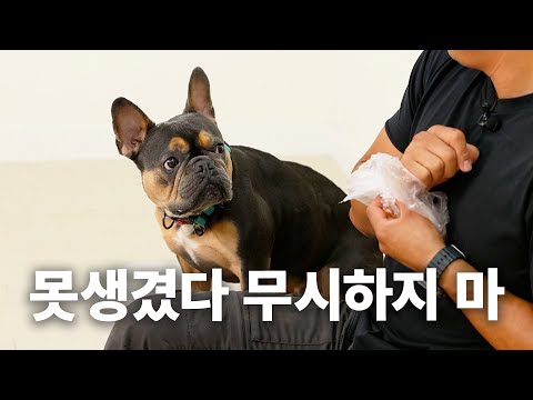 세요 친구도 없으니까..  | 견종백과 프렌치불독편