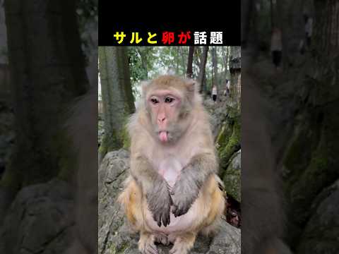 サルと卵が話題です