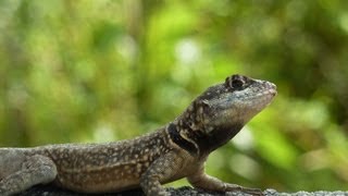 Animals in Rio de Janeiro