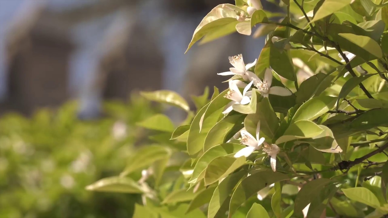 Agua de Sevilla Perfumes