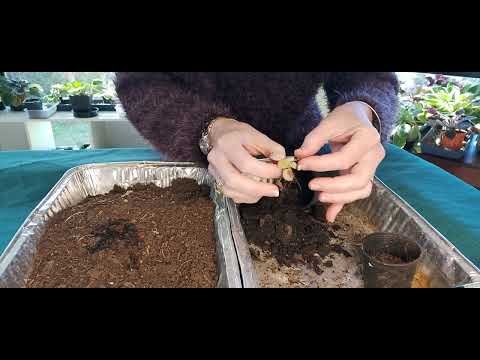 Everything Wrong!!!! SICKEST AFRICAN VIOLET EVER - Can It Be Rescued???  PART 1 -