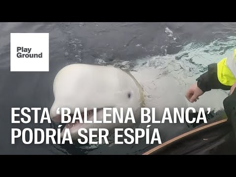 Encontraron una beluga domesticada portando un extraño arnés militar ruso.