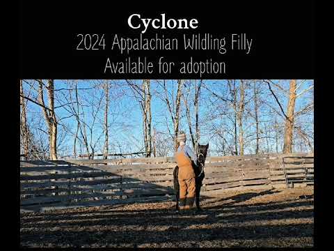 Cyclone, an adoptable Grade in Nicholasville, KY_image-1