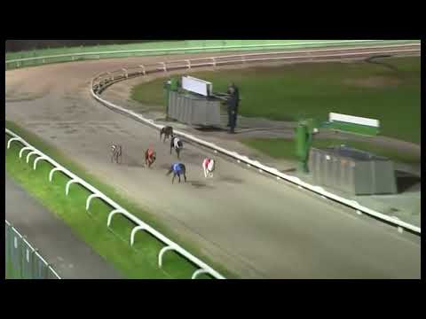 Signet Otis - BGBF British Breeders Stakes Final