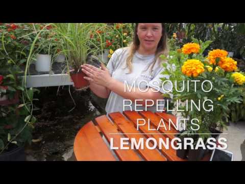 Mosquito repelling plants