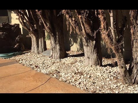 Xanh rêu mùa cũ - Diệu Hiền