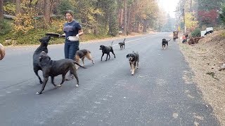 Emotional Moment Animals Get Rescued From California Camp Fire