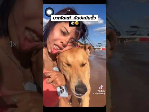 #ตลก #ตลกฮาฮา #อารมณ์ดี #มีความสุข #ครอบครัว #หมา #สุนัข #คนรักสุนัข #สัตว์โลกน่ารัก #สัตว์เลี้ยง