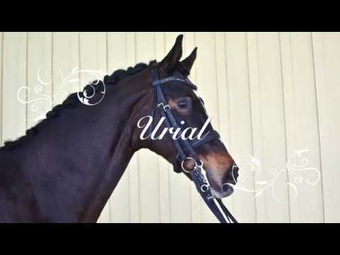 Urial FEI Grand Prix Schoolmaster SOLD