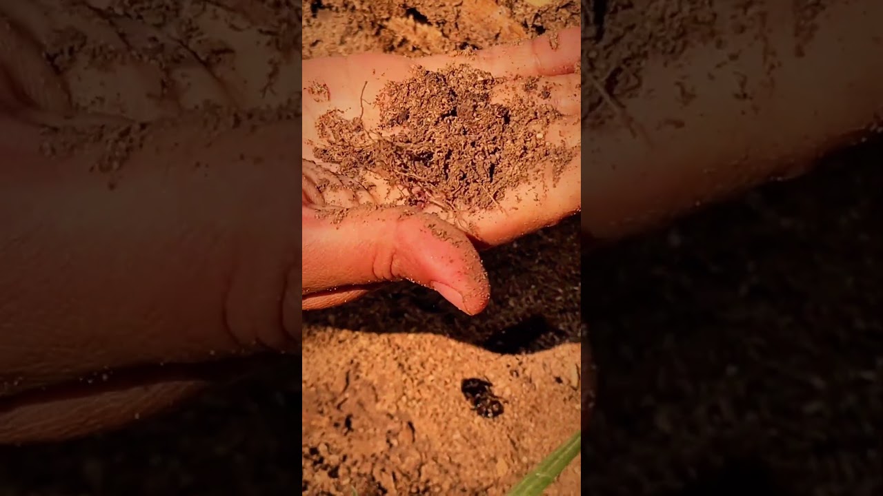 Lo que parece desorden… es regeneración en acción  #agricultura #bolivia #naturaleza