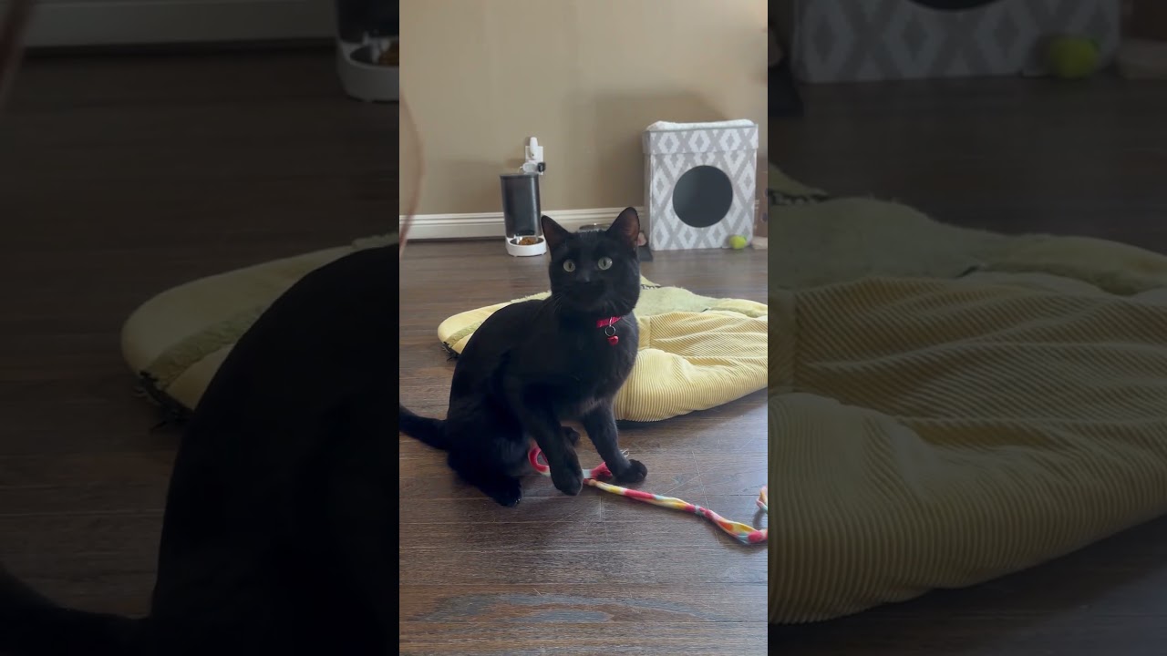 Enlarge Mr P, a ADOPTABLE American Shorthair in North Hollywood, CA video 6/6