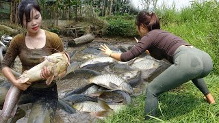 Full Video: Young girl's excellent fishing skills, Harvesting a lot of big fish goes to market sell