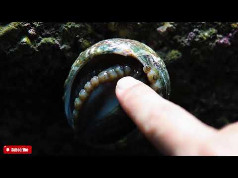 🔴 The FRESHEST Abalone ASMR You'll Ever See | Close-Up Visuals & Natural Ocean Sounds