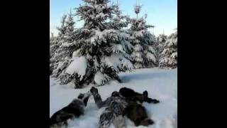 preview picture of video 'Un peu beaucoup de neige pour Maelle :)'