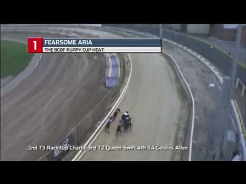 2019 BGBF PUPPY CUP - HEAT 1 - T1 FEARSOME  ARIA