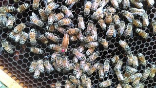 How Beekeepers Raise Queen Bees
