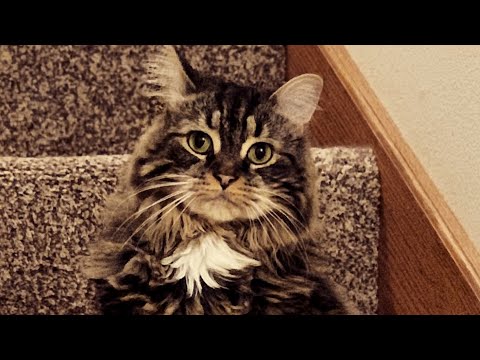 This Cat Was Raised As a Dog! What's He Like?