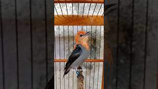 Download lagu si BARET MERAH #mabeskicau #kemadegacor #cabean #short #shorts #shortsvideo mp3