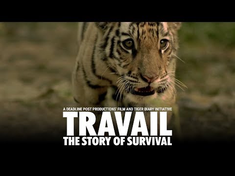Aamir Aijaz Siddiqui Travail- Documentary on Save Tiger Campaign - Winner OF Sutradhar Film Festival