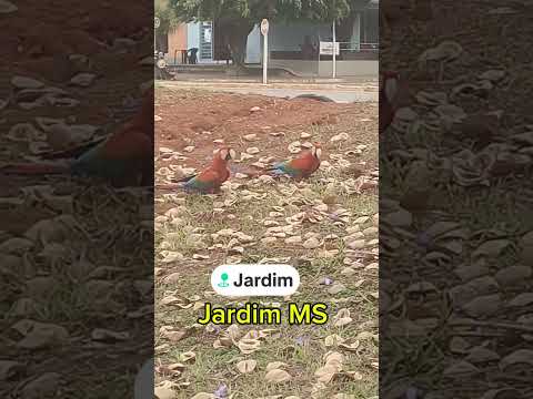 Pantanal Mato Grosso do Sul... Jardim MS #pantanal #araravermelha