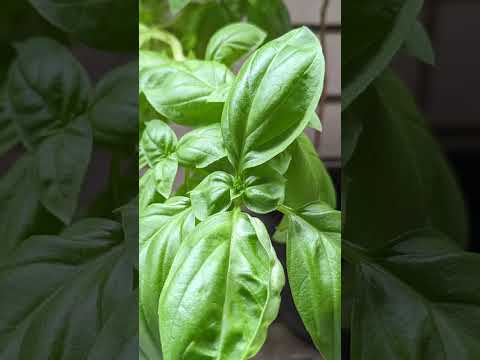 バルコニーとテラス用の植物オレガノ