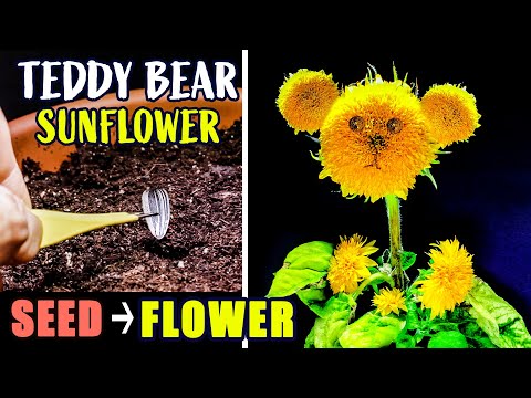 Growing Teddy Bear Sunflower From Seed To Flower (88 Days Time Lapse)